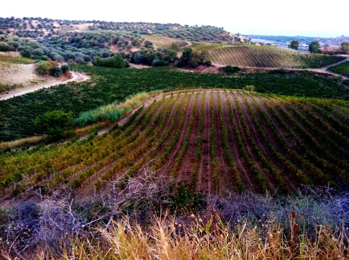 Ducropio's tweet photo. Dall'audacia nasce l'eccellenza...
DU CROPIO VINERY
#DuCropioVinery #Calabria #Gaglioppo #WineWednesday #winelover #wineglass #WineTours #wine https://t.co/WnMfhvLw4G