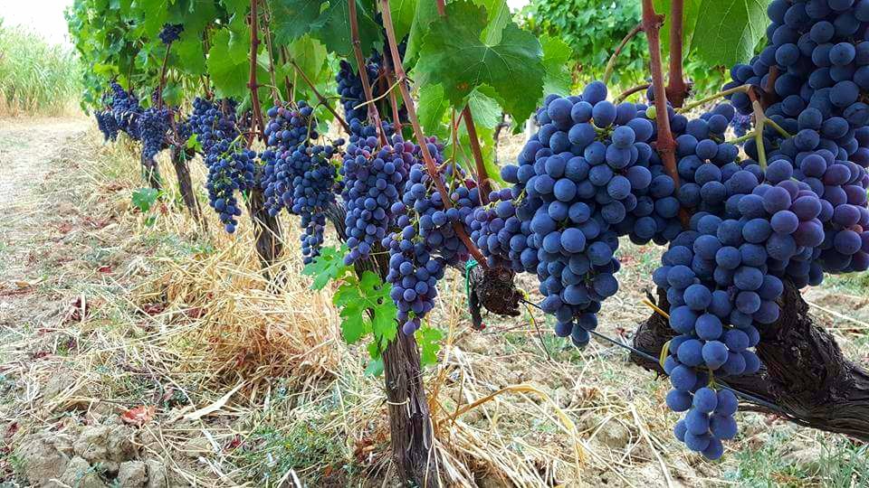 Ducropio's tweet photo. Dall'audacia nasce l'eccellenza...
DU CROPIO VINERY
#DuCropioVinery #Calabria #Gaglioppo #WineWednesday #winelover #wineglass #WineTours #wine https://t.co/WnMfhvLw4G
