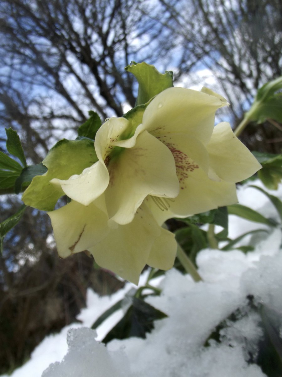 RHdesignedit's tweet photo. The sun is shining and the snow has nearly all melted, now ready for spring #Gardening #Devon #Hellebore #GardenersWorld #SpringIntoMarch #HelloMarch https://t.co/swJv5GQHSW