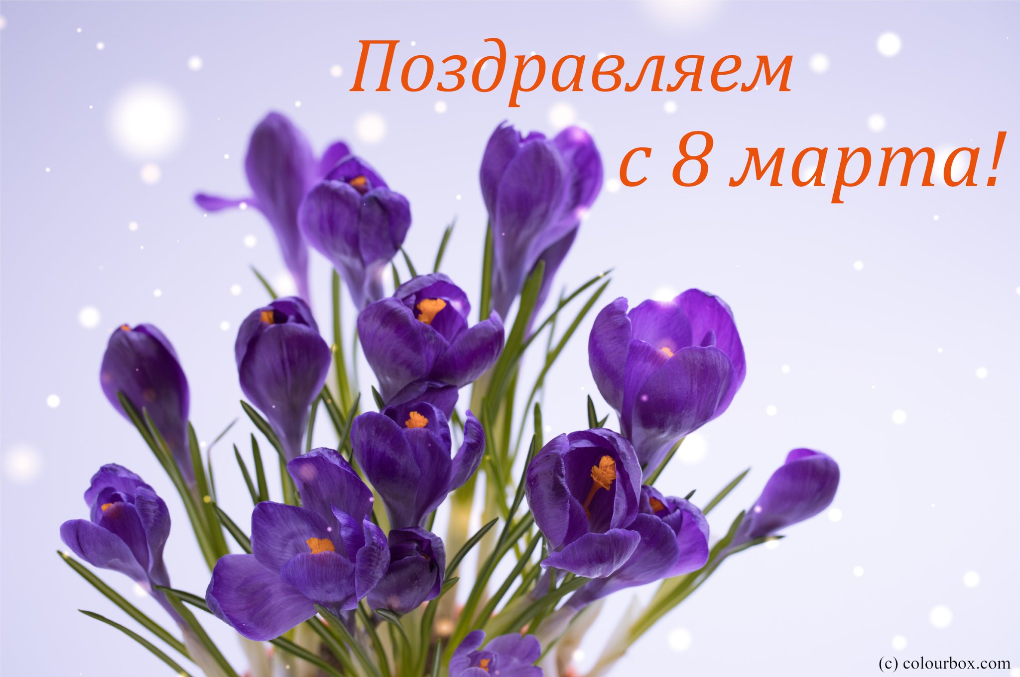 вот, представительницы прекрасного пола поздравления минвата фольгой виде