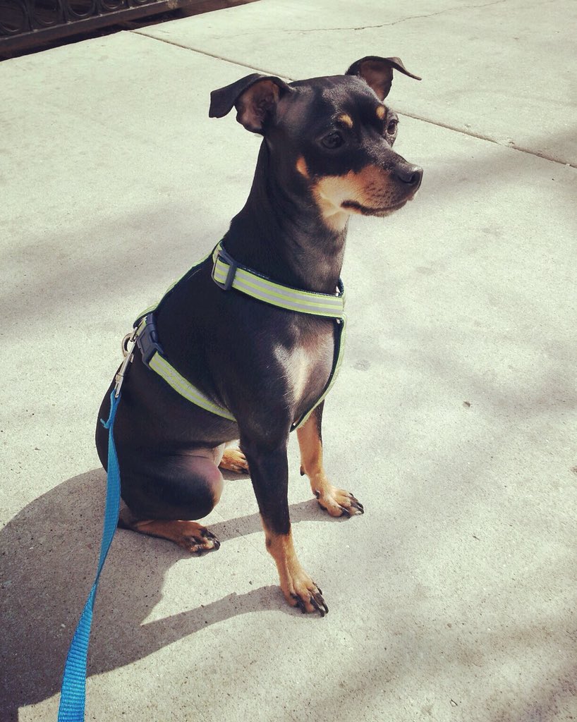 DingyProject's tweet photo. “Selena” always sits like a lady with poise and sophistication.

#dingyproject #yearofthedog #selenasophianieto #minpin #minaturepinscher #pocketanimal #sittinglikealady #doggytreats #puppylove #minpinstagram #rescuedontshop #adoptdontshop https://t.co/WRJZvhUCFh