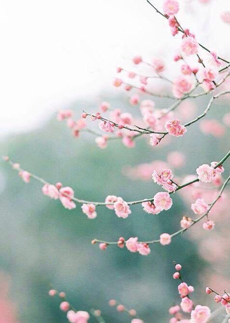 Two weeks until Spring !!! #SpringTime #sunshine #Flowers  #allergies #warmweather