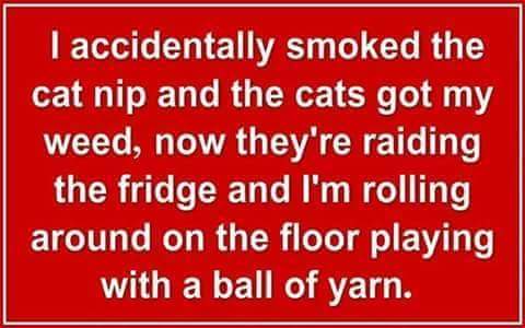 Norstackk's tweet photo. :>}_~Meanwhile Back At The Ranch~#StonerNation #StonerFam #StonerCircle #TeamKUSH #HaZeNation #MMOT &amp; ALL #STONERS ~HappyHumpDazed~ https://t.co/S6BDkN2eFN