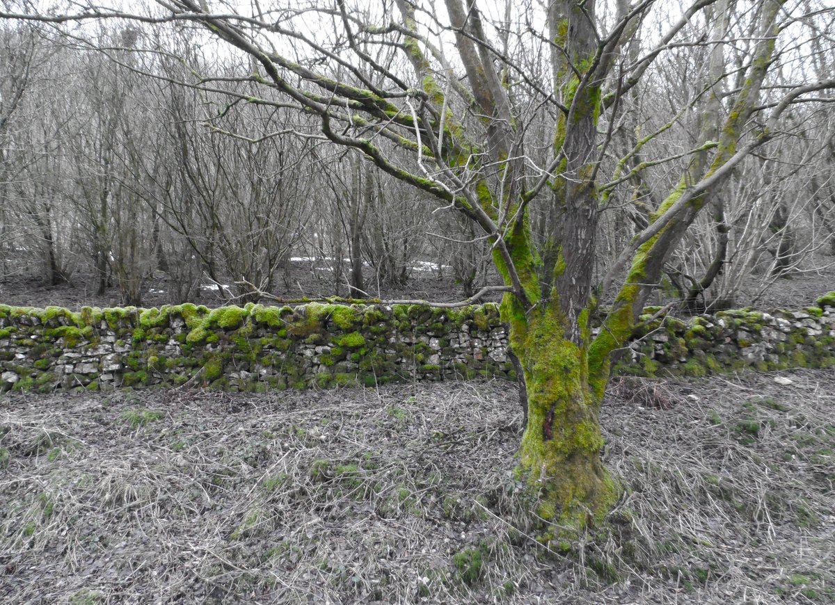 CrossDotMedia's tweet photo. Some #funky looking #moss on the #MonsalTrail. 

@walkingthepeaks @peakdistrict @vpdd @HighPeakLive @PeakDistrictUK @PeakDistrictNT @PeakDistrictWeb

#cressbrook #peakdistrict #derbyshire #ukwalks #photography #tideswell #LittonMill https://t.co/vyoKGCAbO5