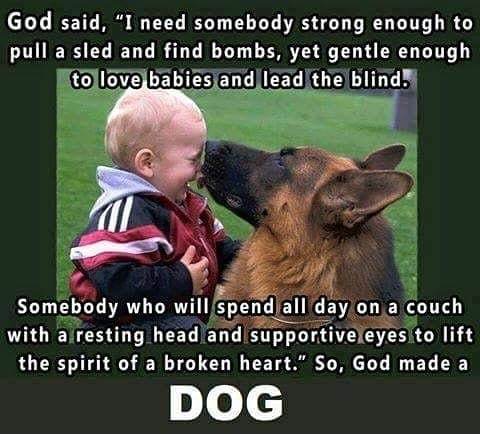 Krissy Blm So God Made A Dog And Gave Him His Own Name Spelled Backwards Dogsareangels Dogsandkids T Co D3ll9tyb3q