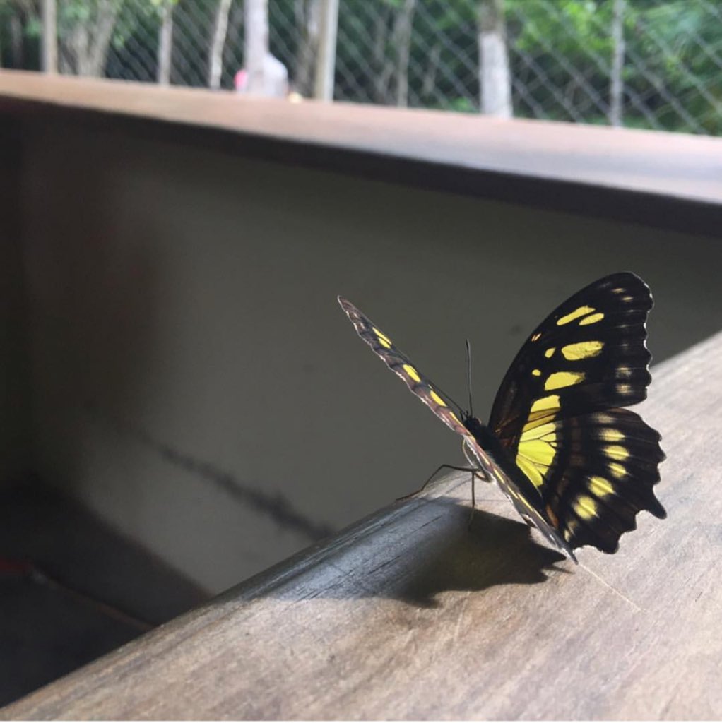 Nomadic_Venture's tweet photo. Visiting other countries is a great way to experience new wildlife! 

See our boards on Pinterest for more. https://t.co/0fITIHZgl3

#WednesdayWisdom #TravelPhotography https://t.co/muwlCGk5aw