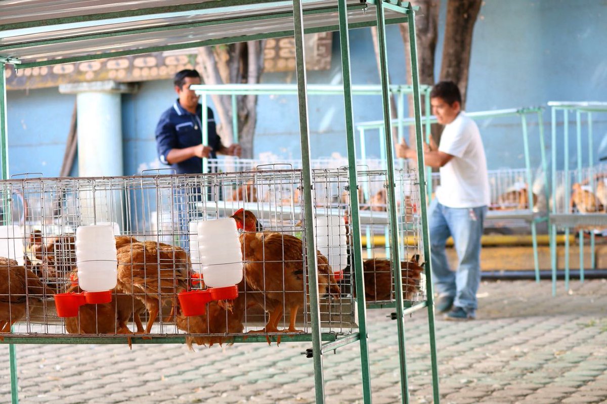 MujeresCampoOax's tweet photo. Amas de casa de Zaachila Oaxaca, reciben muy contentas y comprometidas con sus familias: aves ponedoras para la producción de 12 huevos diarios y materiales para la producción de hortalizas Mexico #SiembraExito @SAGARPA_mx @SAGARPA_Oax https://t.co/nfqobNZlZz