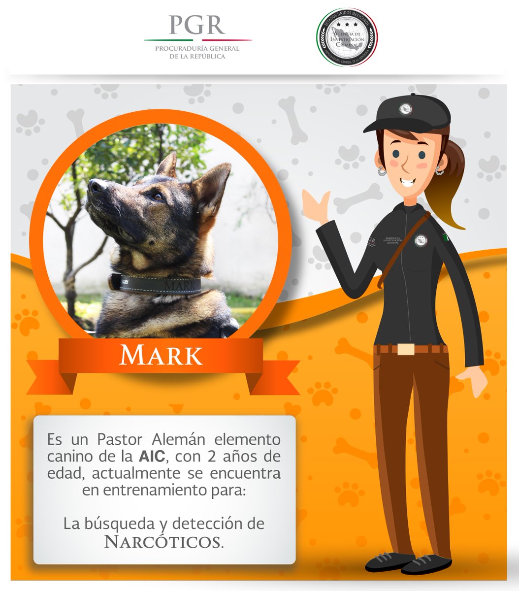 FGR_AIC's tweet photo. Conoce a Mark elemento canino de la #AIC de la @PGR_mx especialista en la detección de #Narcóticos https://t.co/rDHTxJPK0Z