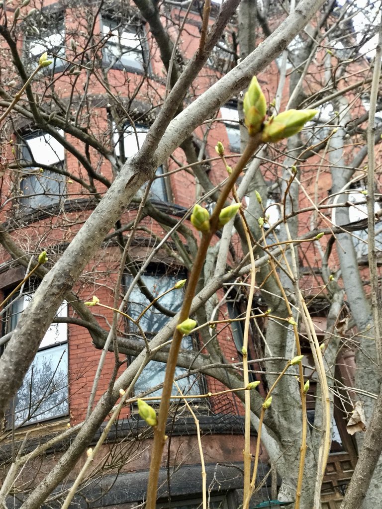 Emjay1028's tweet photo. Promise of things to come. #SignsOfSpring #LousySmarchWeather #ViewFromMorningRun #Boston #FirstBuds #SpringFlowers #Spring https://t.co/Z8mEVeGhwp