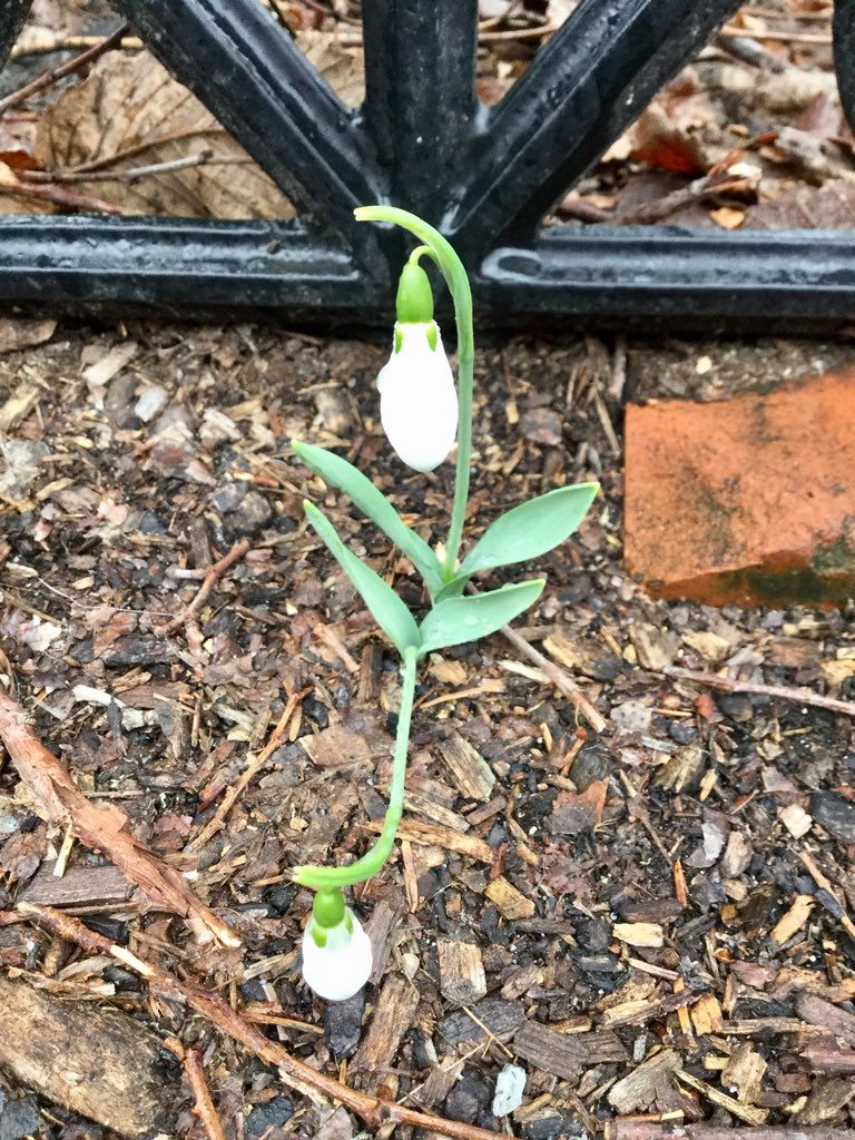 Emjay1028's tweet photo. Promise of things to come. #SignsOfSpring #LousySmarchWeather #ViewFromMorningRun #Boston #FirstBuds #SpringFlowers #Spring https://t.co/Z8mEVeGhwp