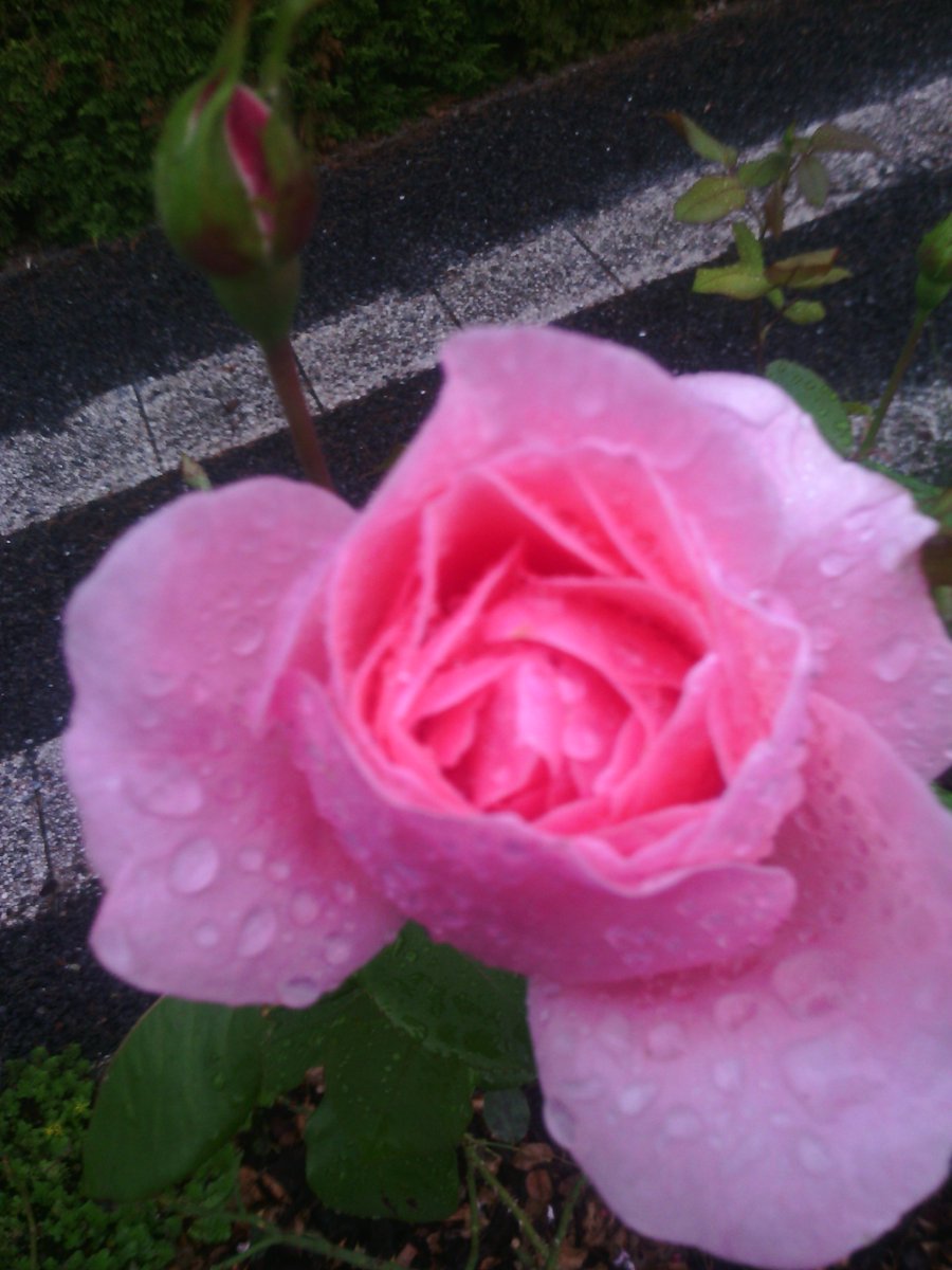 freddymoureau2's tweet photo. ROSE DE MON ANCIEN JARDIN https://t.co/6wOjhLfY5K