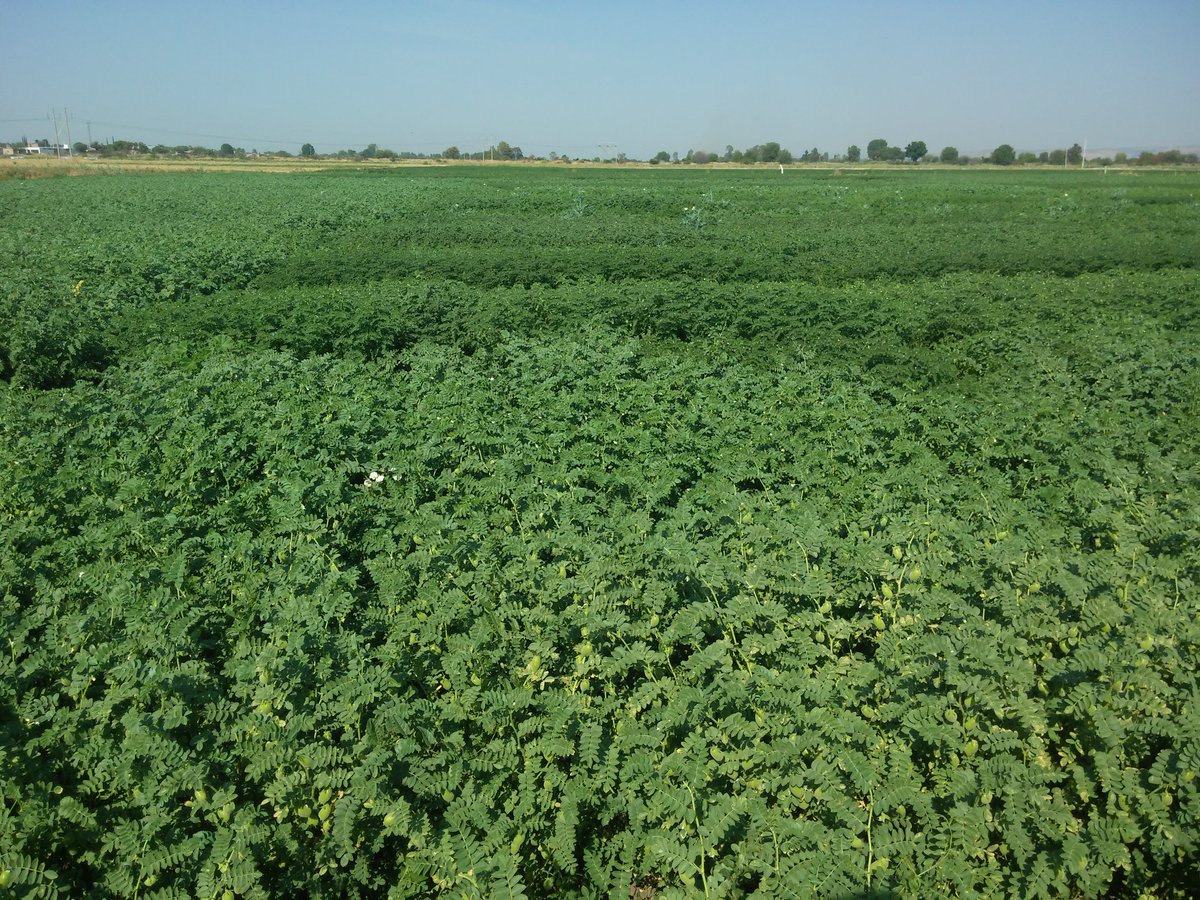 AmadorAguillon's tweet photo. @MasAgroGto visitamos al Dr. Jorge Acosta de @inifap. Bajío. Conocimos la "crema" de las variedades de #garbanzo que se sembrarán en México y estrechamos lazos de colaboración @ACCIMMYT @SDAyR_Gto @BramACCIMMYT @Paulo_Banuelos https://t.co/VsmmrjJAo6