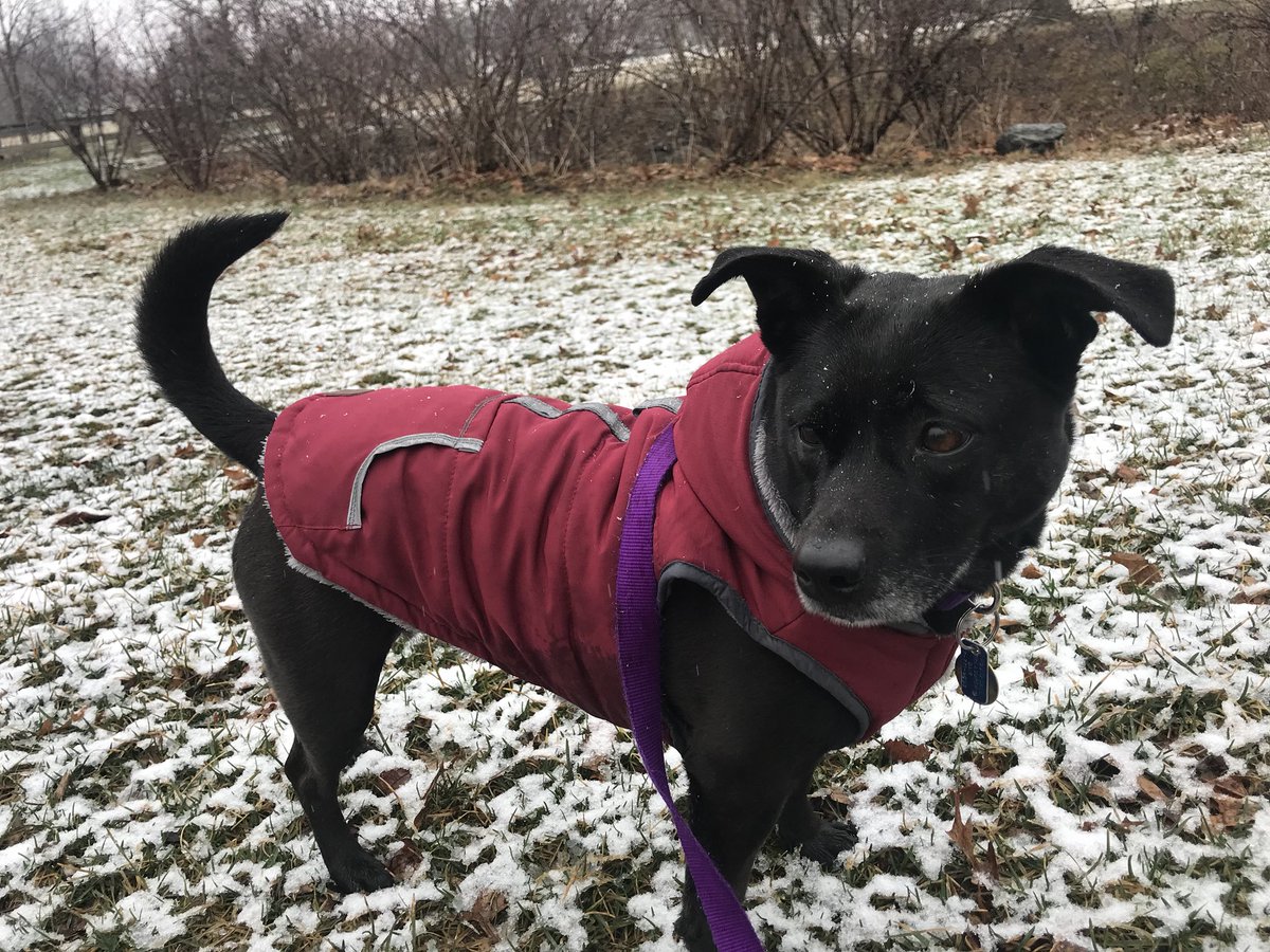 jackiedetore's tweet image. We may not be getting the worst of the storm, but it’s still enough snow for Shea to wear her winter coat (which she hates.) #PAsnow #PAwx @fox43 @FOX43Weather