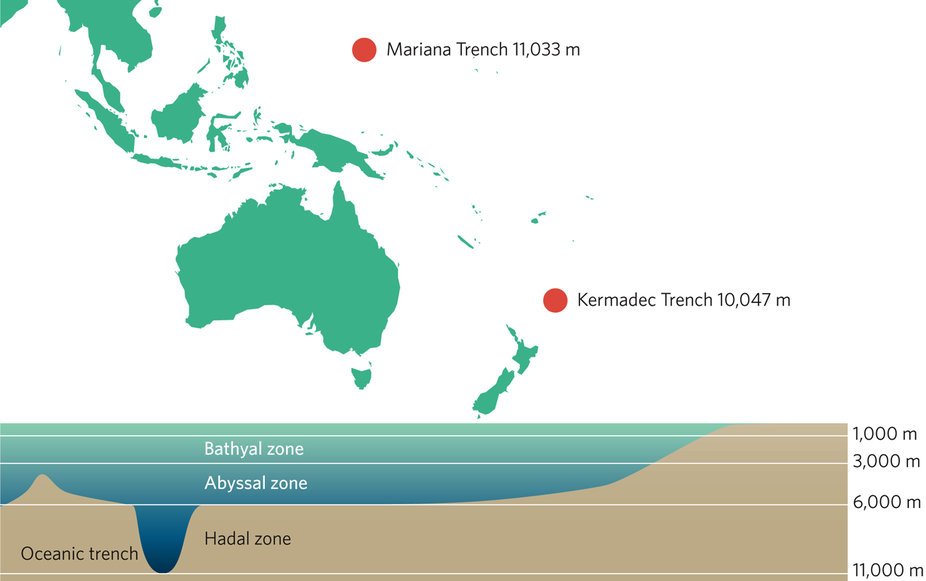 NatureEcoEvo's tweet image. Bioaccumulation of persistent organic pollutants in the deepest ocean fauna nature.com/articles/s4155… plus News &amp;amp; Views from @DrKDafforn nature.com/articles/s4155… #March2017highlight #ICYMI