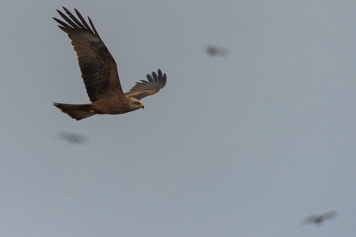 after the storm & the rain in #Cadiz today has been an awesome day. #straitOfgibraltar, thousands of #raptors have reached #Europe on their spring trip. The protagonists have been #blackKite #shortToedSnakeeagle #Egyptian & #griffon. Top #migration