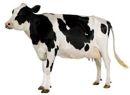 Energy4Nate's tweet photo. Part of the program! Beef is a great source of iron which helps carry oxygen to all cells and muscles in the body. This helps prevent fatigue and keep your energy up. #Yum #energy #NateLikes #moo https://t.co/trxEw7BGDP
