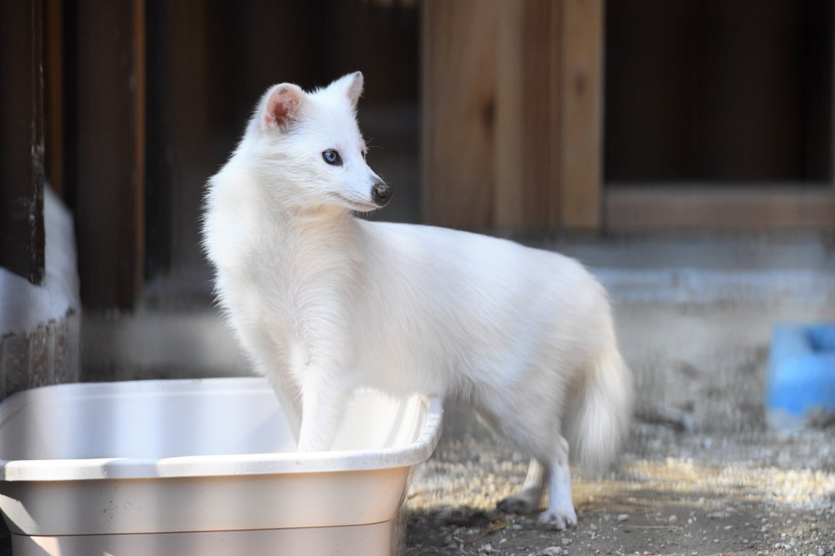 大内山動物園の碧い目をした真っ白なタヌキが神秘的 Togetter 大内山動物園の碧い目をした真っ白なタヌキが神秘的 Togetter