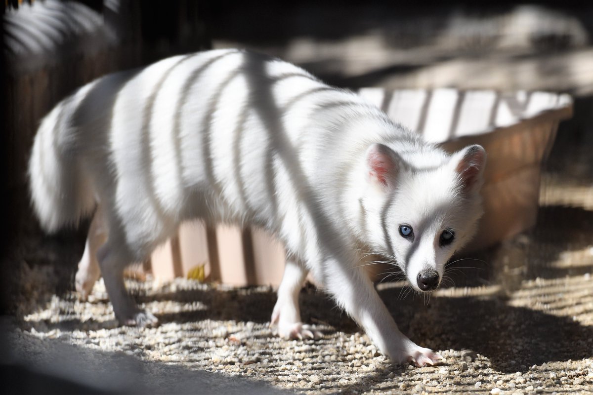 大内山動物園の碧い目をした真っ白なタヌキが神秘的 Togetter 大内山動物園の碧い目をした真っ白なタヌキが神秘的 Togetter