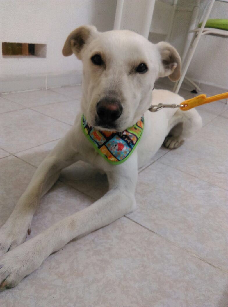 GaviotaAnaya's tweet photo. Este hermoso está buscando a su familia o a una nueva que lo cuide más. Macho de talla mediana, adorable! Encontrado en la colonia Moctezuma 2da Secc. muy desnutrido.
#PerrosPerdidos #MascotasSismo  #PrrosPerdidos #AdoptaNoCompres #AlertaMascotas #Adopta @ColMoctezumaDF https://t.co/mLlTutJhJi
