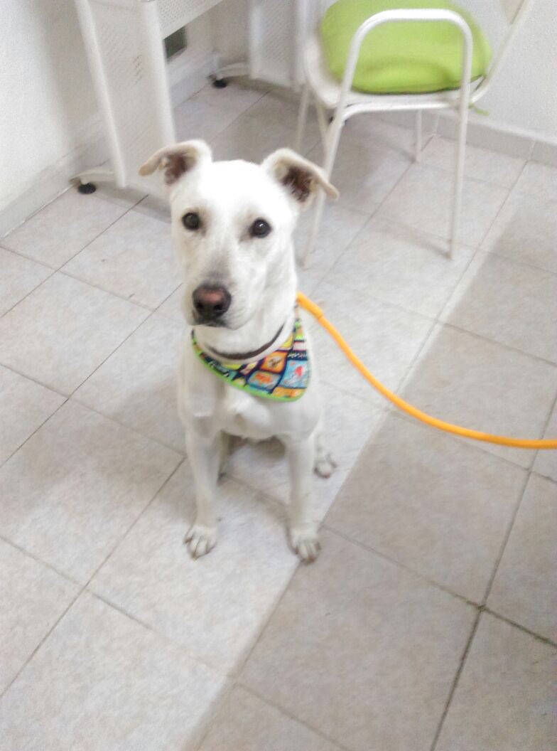 GaviotaAnaya's tweet photo. Este hermoso está buscando a su familia o a una nueva que lo cuide más. Macho de talla mediana, adorable! Encontrado en la colonia Moctezuma 2da Secc. muy desnutrido.
#PerrosPerdidos #MascotasSismo  #PrrosPerdidos #AdoptaNoCompres #AlertaMascotas #Adopta @ColMoctezumaDF https://t.co/mLlTutJhJi