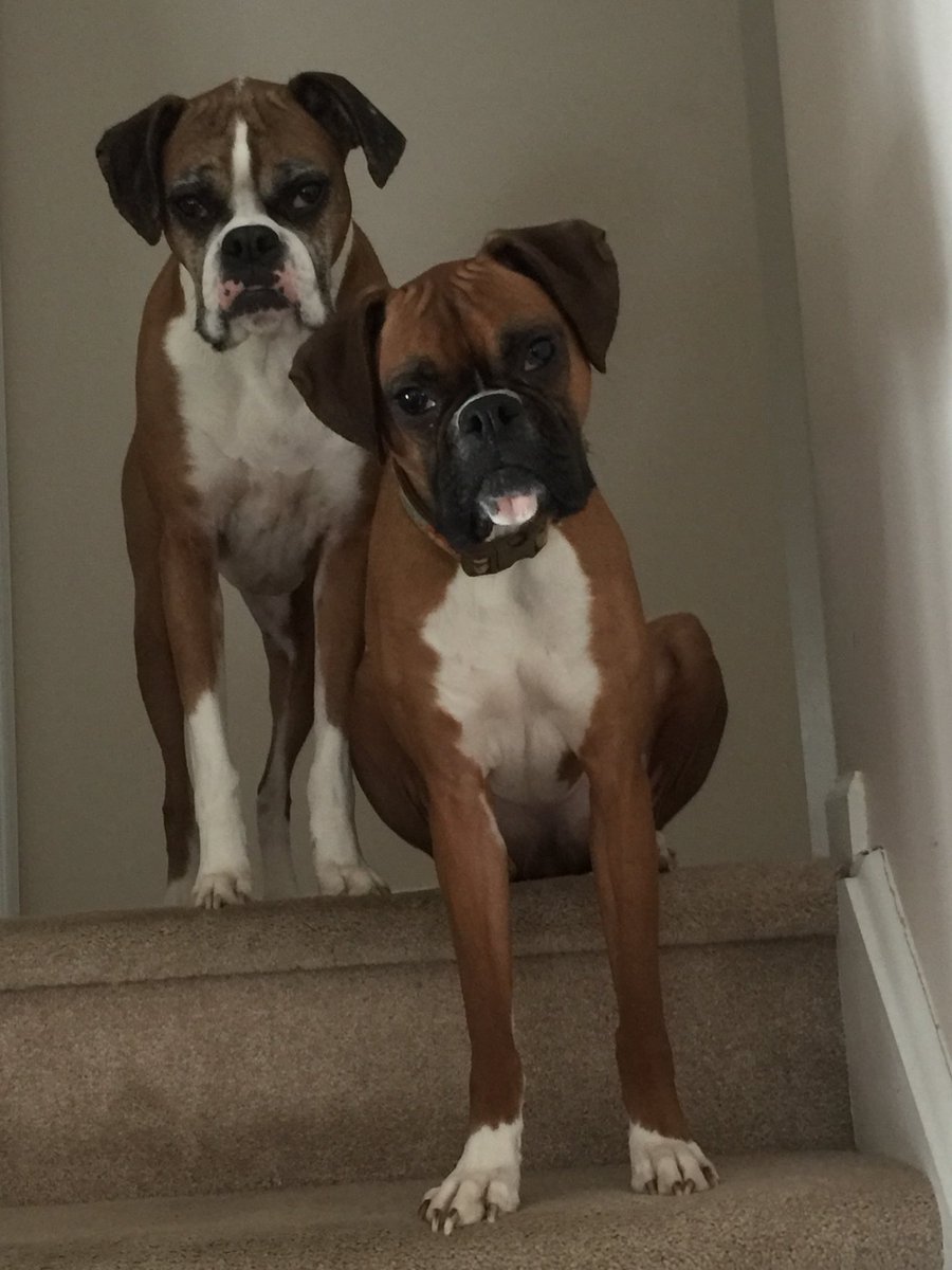 🐾💕Perfection!💕🐾 #boxersrule