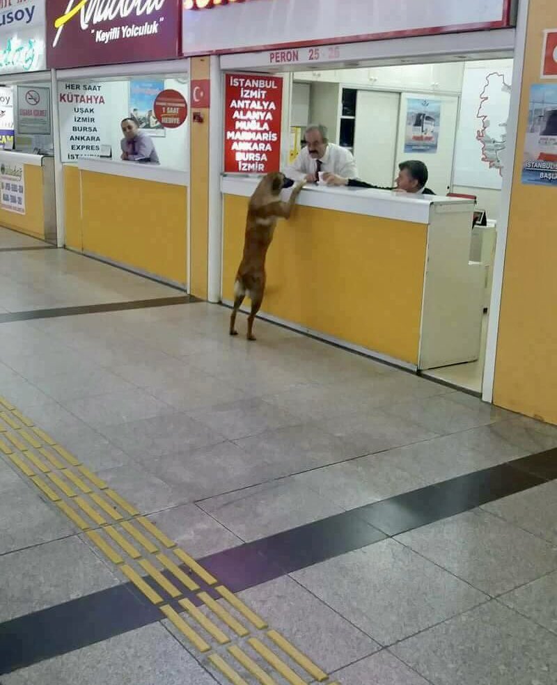 eskisehirbb's tweet photo. “Bir semtin sokak hayvanları sizden kaçmıyorsa, orada yaşayın. Çünkü komşularınız güzel insanlardır.”
Bugün Otogarımızda çekilen bu kareyi yüreği güzel komşularımızla paylaşmak istedik. #ŞehirEskişehirdir https://t.co/6mnHkBiPGE