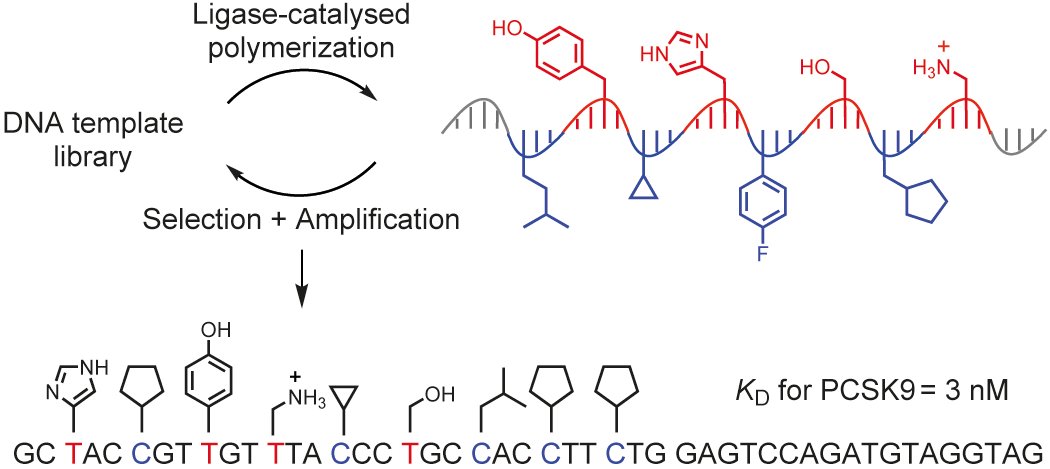 NatureChemistry's tweet photo. Evolution of sequence-defined highly functionalized nucleic acid polymers that can bind to proteins of biomedical interest https://t.co/MmMkNGhX18 ($) https://t.co/f86a1WU9ql