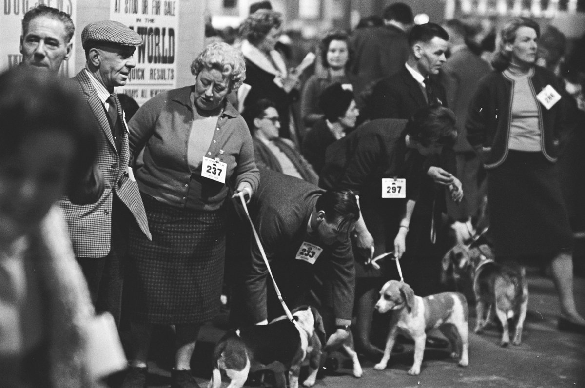 RookGallery's tweet image. On the eve of @crufts thought we would post some photos from Crufts 1959 taken by late photographer, Norman McCaskill #Crufts2018 #Crufts #blackandwhitephotography #1950s