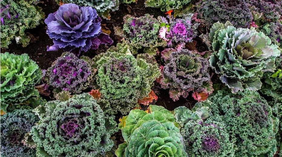 Nueva edición del recetario de invierno 2017-2018 de <a href="/unisaludables/">Universidades Saludables</a> 
Gracias a todas las universidades que han participado 🥒🥦🍎🍐🍊🍈 #Saludable  #Sostenible    goo.gl/mDKuHh