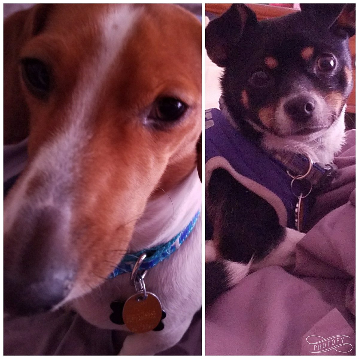 karenspawsome's tweet photo. Good morning from my pups! We hope you have a pawsome day. 😀🐾 #pawsomedogs #happydogs #dogs #lifeofadog #wekeeptailswagging #cats #petsitterlife #petsitting #petsitter #dogwalker #animallover #lovemyjob #keepingtailswagging #arizonadogs #dogsofscottsdale  #dogwalks #Scottsdale https://t.co/ojaCu8MZdV