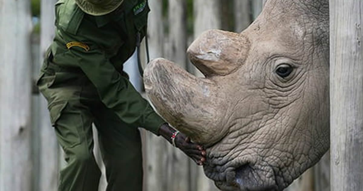 9GAG's tweet photo. This May Be The Final Photo Of The Last Male Northern White Rhino
https://t.co/JfBWibgVv3 https://t.co/NKq4ItxXdT