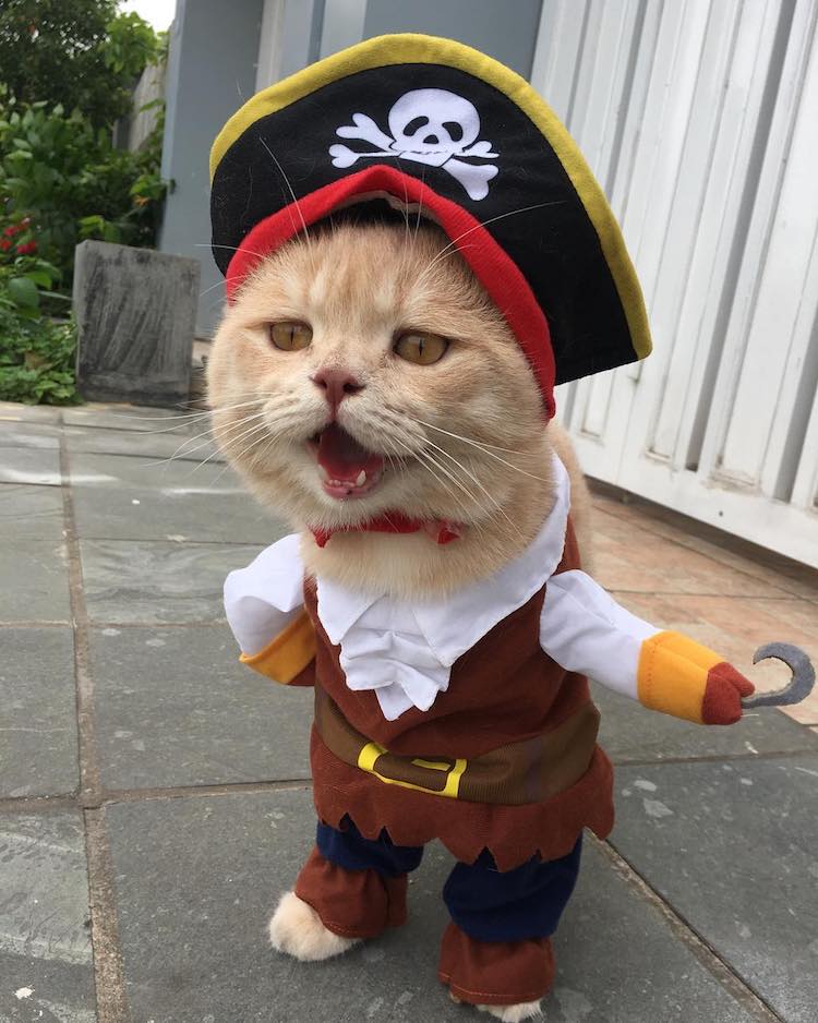 Ali Fuat Saruhan on Twitter "Bodrum Gümüşlük�te �Balık Tutan Şaşı Kedi