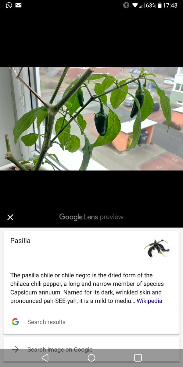 Sorry Google, wrong chilli. #GoogleLens