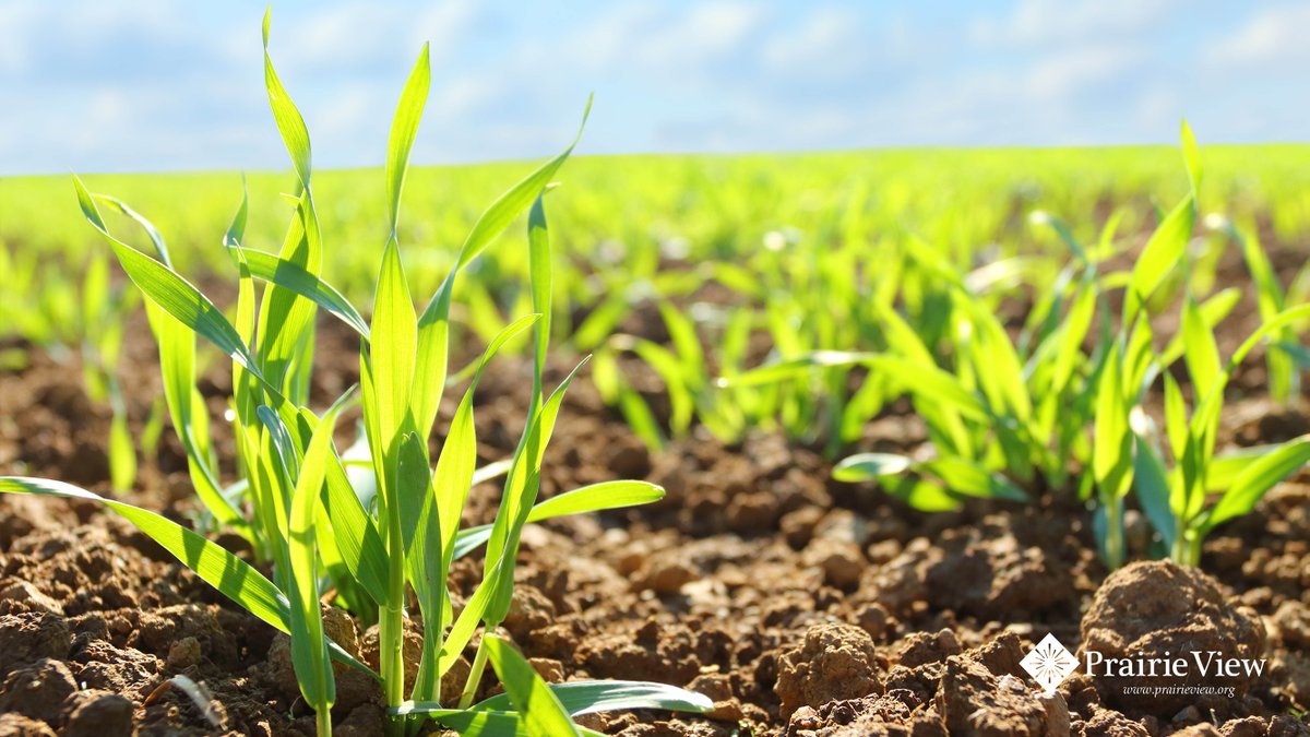 Halfway through #Lent, retired #Mennonite pastor says being halfway to a new #goal makes things clearer, and also explains how both the wheat's growing season and the  journey to #Easter can be energizing. READ: prairieview.org/halfway-throug…
