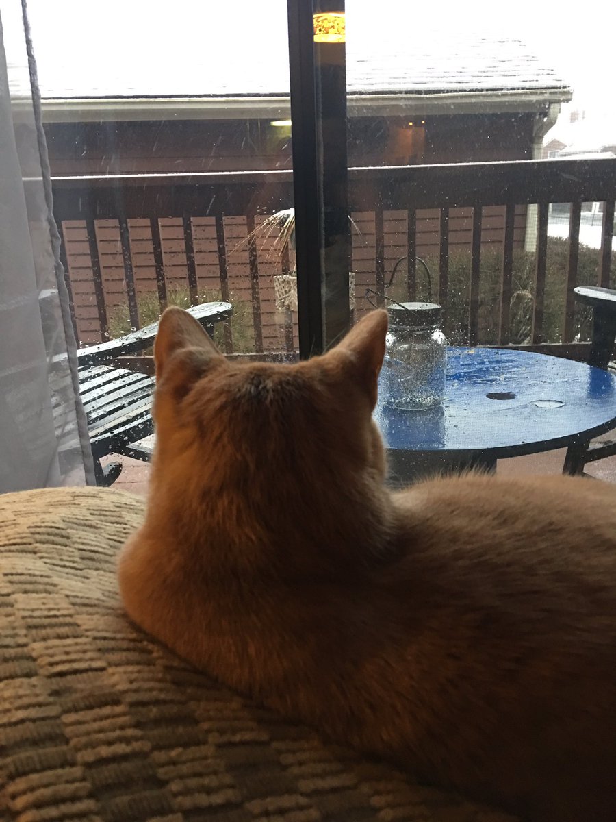 TinyBillyShow's tweet photo. I'm worried. I think the boys are watching too much BirdTV. https://t.co/PXuOjUltjz