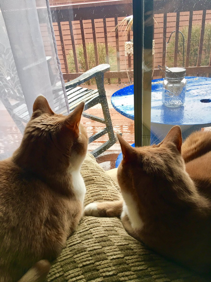 TinyBillyShow's tweet photo. I'm worried. I think the boys are watching too much BirdTV. https://t.co/PXuOjUltjz