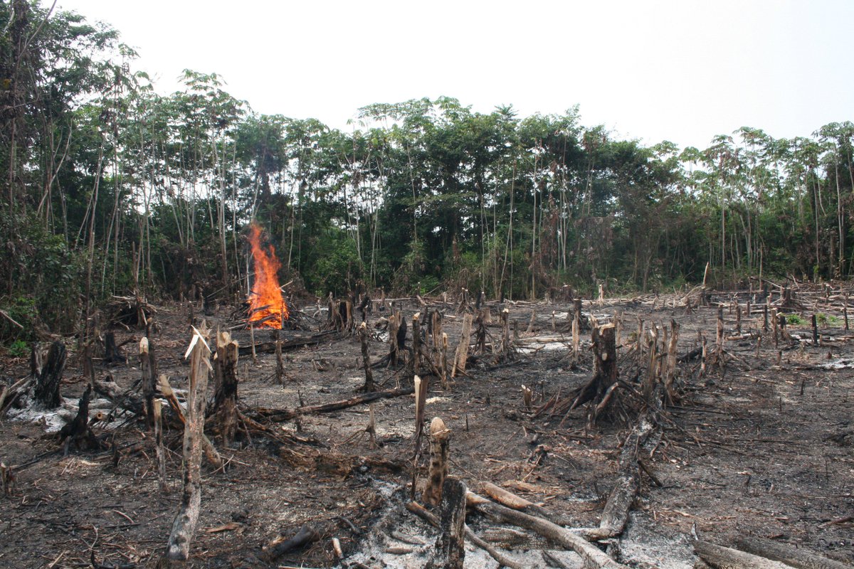 Cholaca's tweet photo. The devastation of this landscape by deforestation for timber and cattle grazing, toxic shrimp farming, oil, natural gas, and rare mineral extraction are applying tremendous pressure from all sides. Learn more at https://t.co/jimVcJaMCE https://t.co/xItU0oOiJf