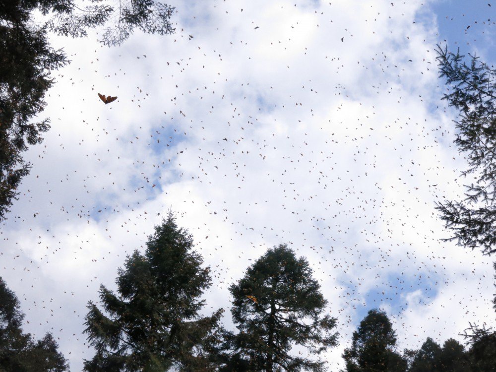 journeynorthorg's tweet photo. 1st signs of spring migration 2018! Migrating #monarchbutterflies departing &amp; reported north of winter sanctuaries. #phenology #citsci #STEM https://t.co/0qSOqMsrAM https://t.co/7SHniFLF8t