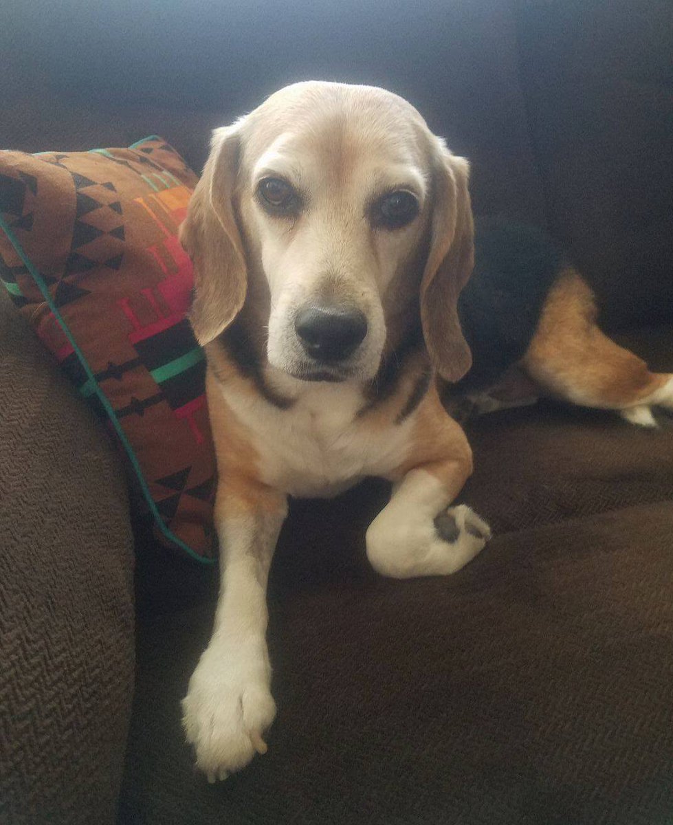 beaglefreedom's tweet photo. Ahoy, Mateys! Batten down the hatches and read on to find out why we are talking like a Pirate this week. Yo Ho Ho. . .meet Rousseau: https://t.co/4yIWb80gUe

#WhereAreTheyNow https://t.co/9ofwvZXzgJ