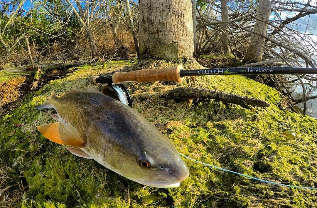 island_angler93's tweet photo. Getting things done on the #6wt @ClutchFlyRods Archipelago ๐ #redfish #lifeonthefly #islandanglerfilms #flatsfishing #mangroves #scenery #nature #flyfishing #fishing https://t.co/nfmfaOXs1I