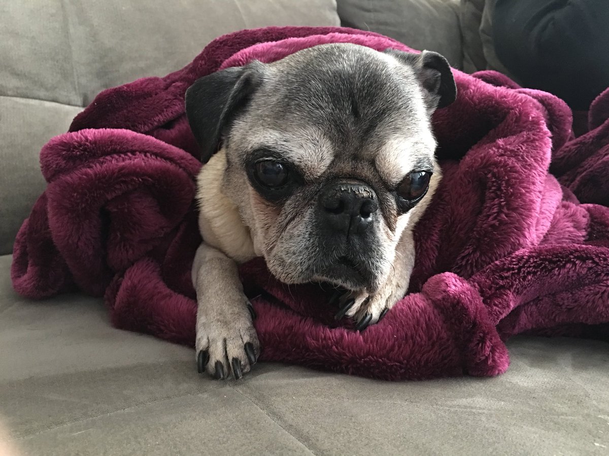 Hi Pals - I’m home from the vet and feeling ok. I’m a little sleepy so I’m gonna take a nap. Thanks for all the love and prayers. 🙏🏼💕