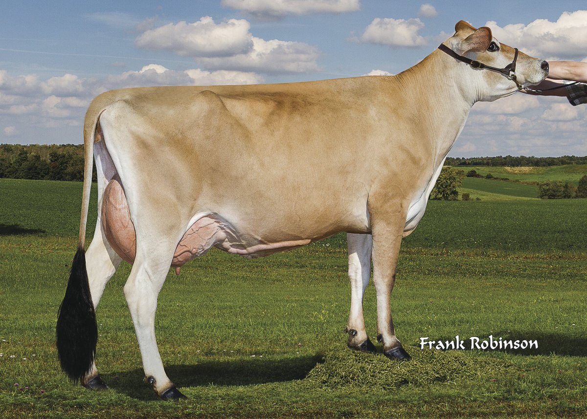 Add some excitement to your genetics with 250JE1616 DYNOMITE! He's a Visionman son from VG-88% Ahlem Plus Dee 42868 {6}.