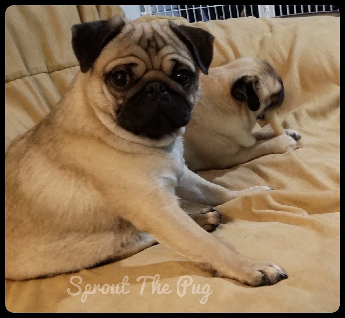 SproutThePug's tweet photo. Hi you've reached Sprout! Can't talk, chewing on a bone! Leave a message with my pugretary Sparkle and I'll get back to you if I can read her thumbless handwriting and if she doesn't eat the paper! Love you! #Puglife #WednesdayWisdom #pughumor #paperisyummy #nylabone #thumb https://t.co/ZAFbc18fQ1