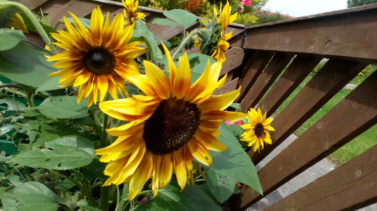 HeartOfCom's tweet photo. #CrawlsOutOfCave This #Easter! We will be roaming the estate with #sunflower &amp; #wildflower seeds &amp; bulbs for residents gardens. And of course, more #chalkart More details here: https://t.co/d5zQiz2JNN https://t.co/hI1Ak4KYGa