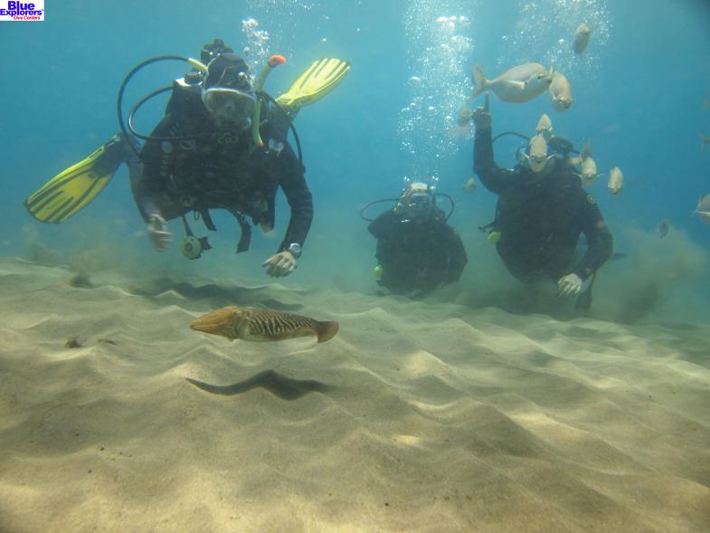 BlueExplorers's tweet photo. Awesome photo of a #diving group enjoying the sights at #BlueExplorers. Come and see this for yourself in #GranCanaria & #Tenerife.
#Scuba #Europe https://t.co/kVeDmWLauy