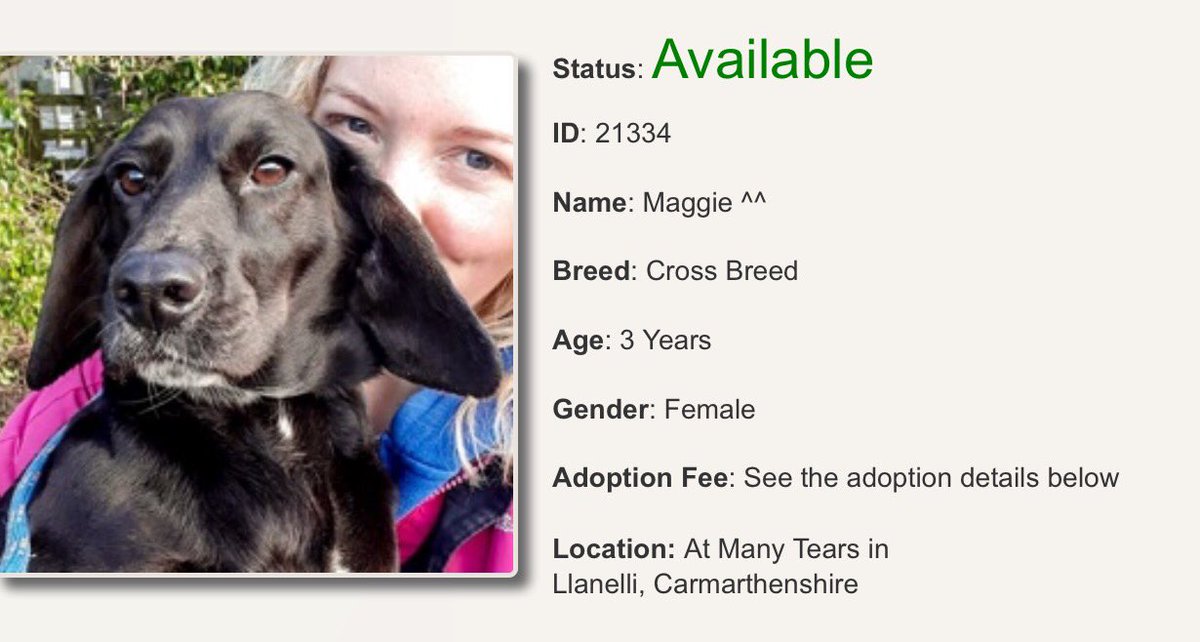 ManyTearsRescue's tweet photo. DOG OF THE WEEK 🐶

Maggie the young cross breed with a waggy tail, adorable face and fur like velvet. A truly wonderful lady 💕🐶

#manytearsrescue #manytears #AdoptDontShop 

https://t.co/f3lHuPga7t https://t.co/4cHi6wnSAl