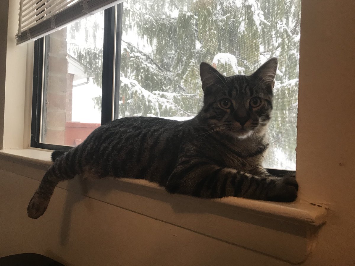 LUNA25LEO's tweet photo. #ImStillHereBecause i’m kinda stuck in this #SnowStorm ❄️ https://t.co/DfXEYVyUlH