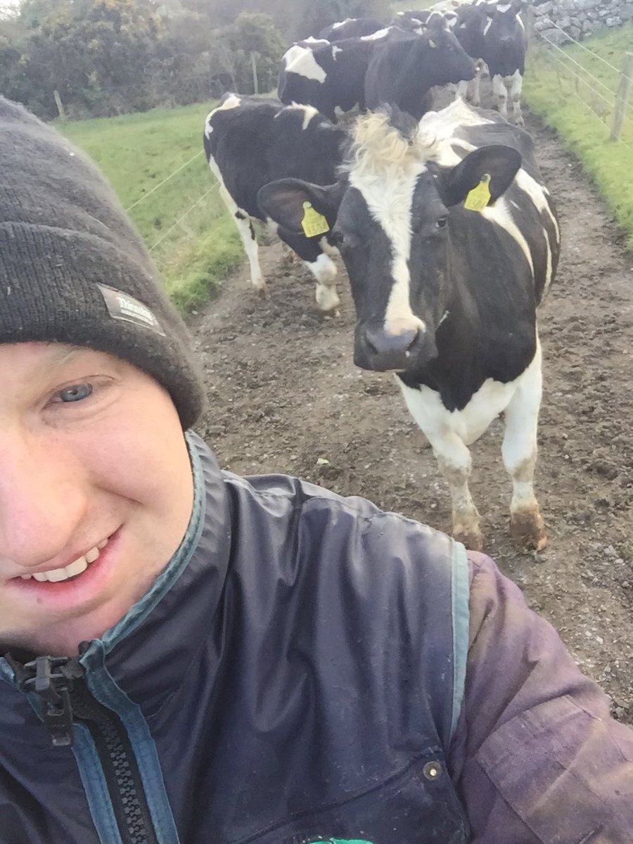 DiarmuidMurray1's tweet photo. The cows enjoy being out but also enjoy coming in for grass, buy first let me take a selfie #GetOutThere @AurivoFarmProf https://t.co/nQHHLMlTJ5