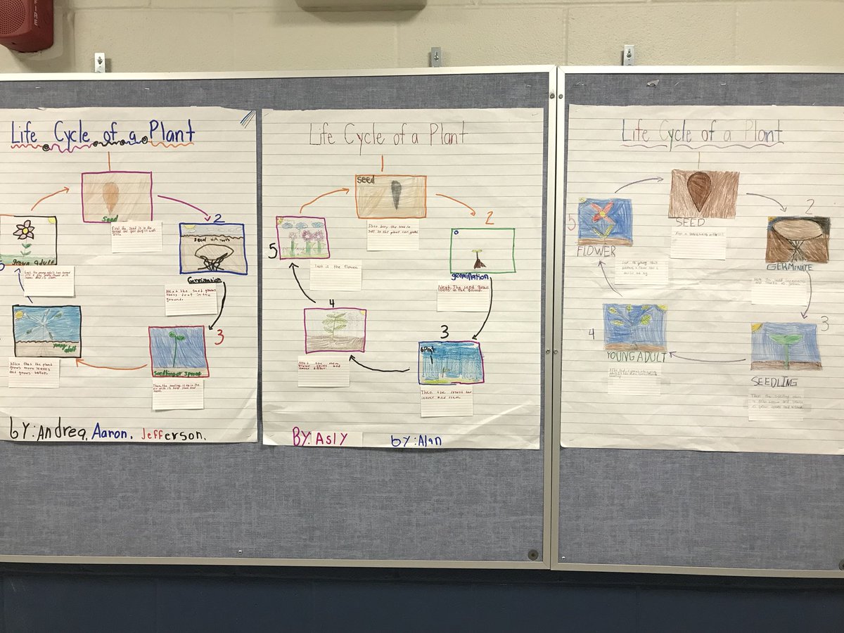 l_calantoni's tweet photo. My ESL students worked so hard using new vocabulary and transition words to write complex sentences about the life cycle of a plant! Well done! https://t.co/jhENGUzjBG