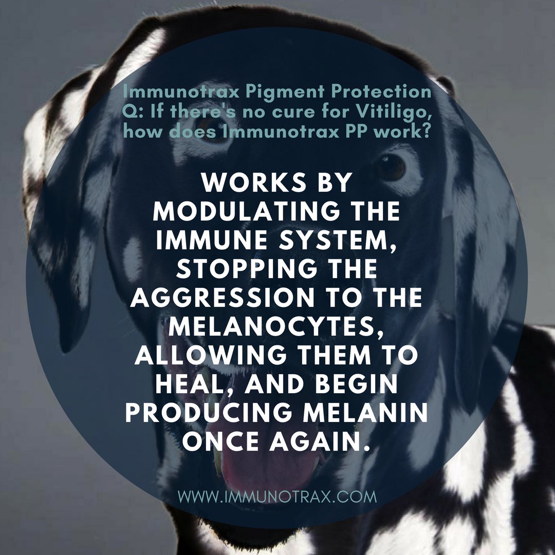immunotrax's tweet photo. Vitiligo doesn’t have a cure, but that doesn’t mean you can’t treat the symptoms. #vitiligo #autoimmunedisease #immunotherapy #autoimmune https://t.co/nAWYbKxq5g